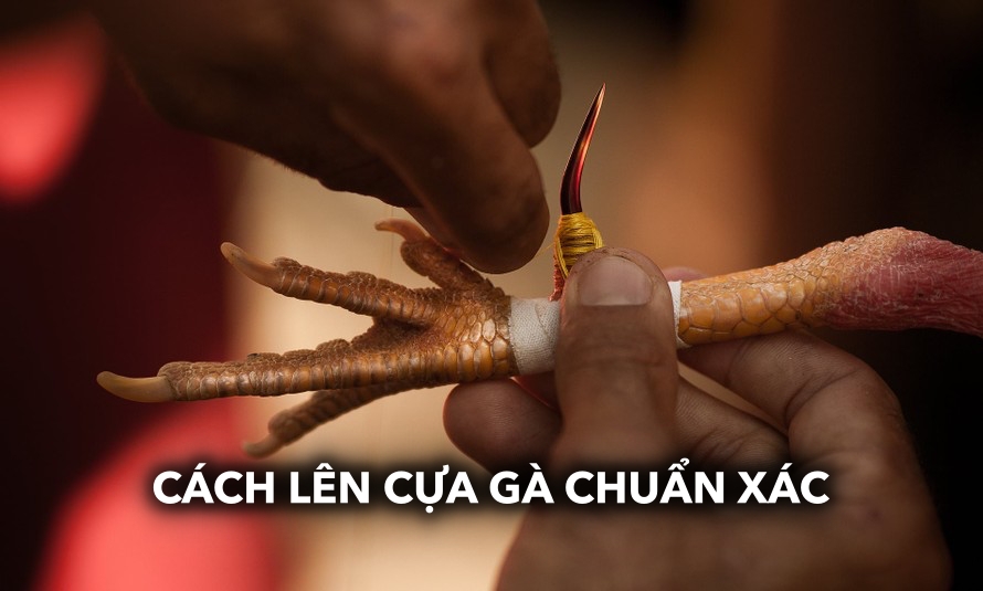 Cách lên cựa gà chuẩn xác | Những kỹ thuật và lưu ý cơ bản