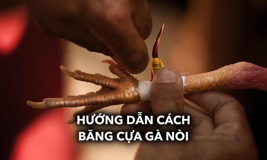 Hướng dẫn chi tiết cách băng cựa gà nòi chuẩn kỹ thuật