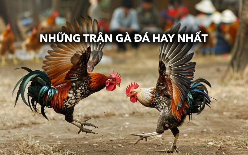 Khám phá những trận gà đá cựa sắt hay nhất trên thế giới